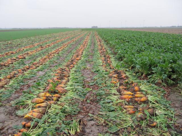 Fodder Beet Roots Feedipedia