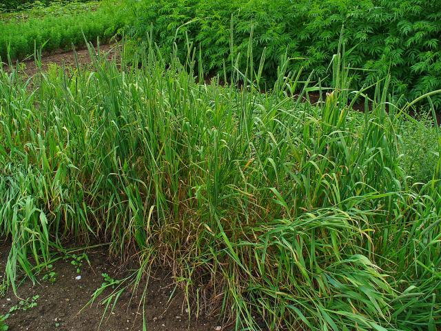 Timothy grass (Phleum pratense) | Feedipedia