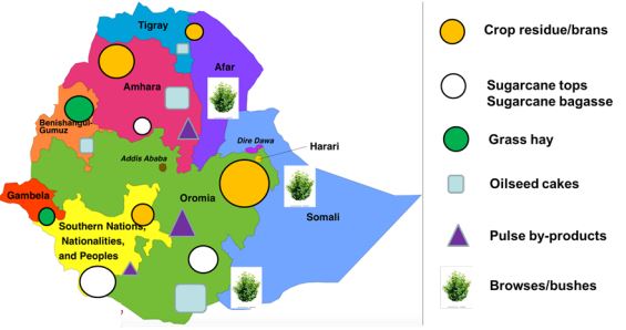 Feed availability by region, Ethiopia