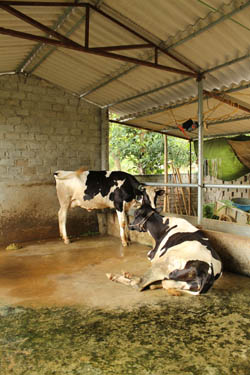 Dairy cows in Vietnam (Photo: Gilles Tran/AFZ)