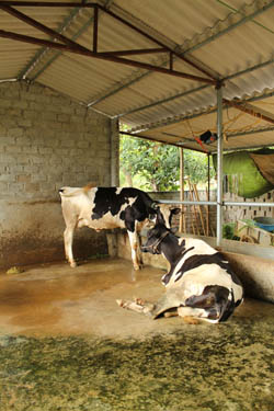 6 Basic Needs of Dairy Cows and the Simple Signs They are Not