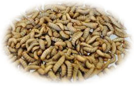 Mealworms (Tenebrio molitor)