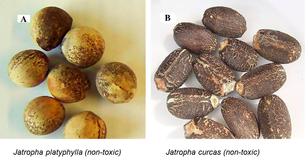 Non-toxic jatropha seeds