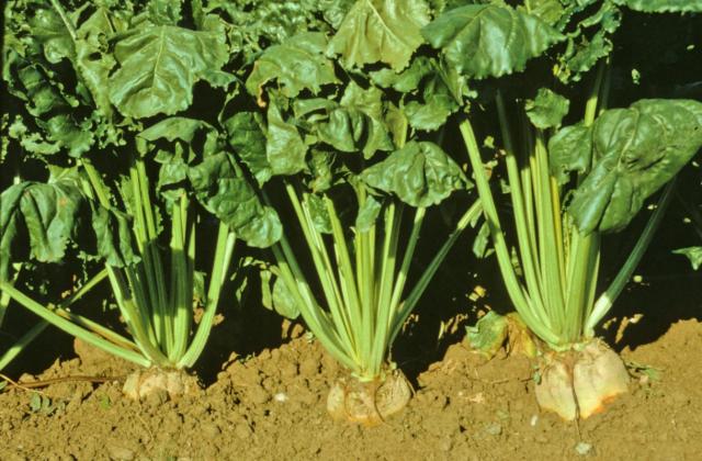 Fodder Beet Roots Feedipedia