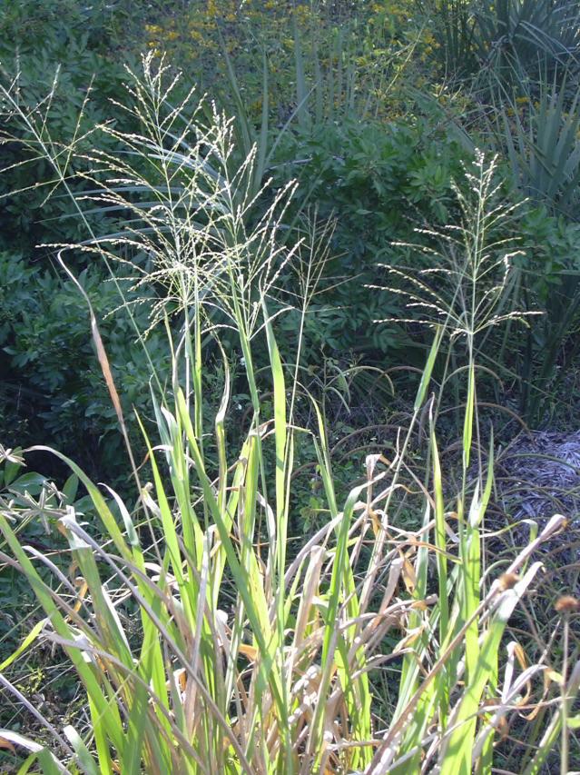 Guinea Grass Megathyrsus Maximus Feedipedia