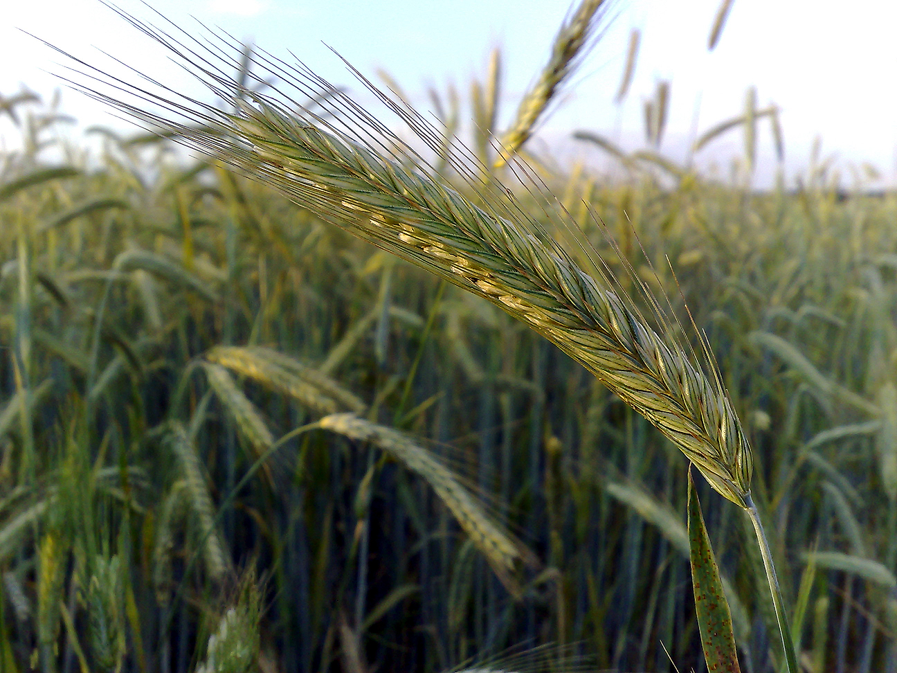 Rye Forage Feedipedia