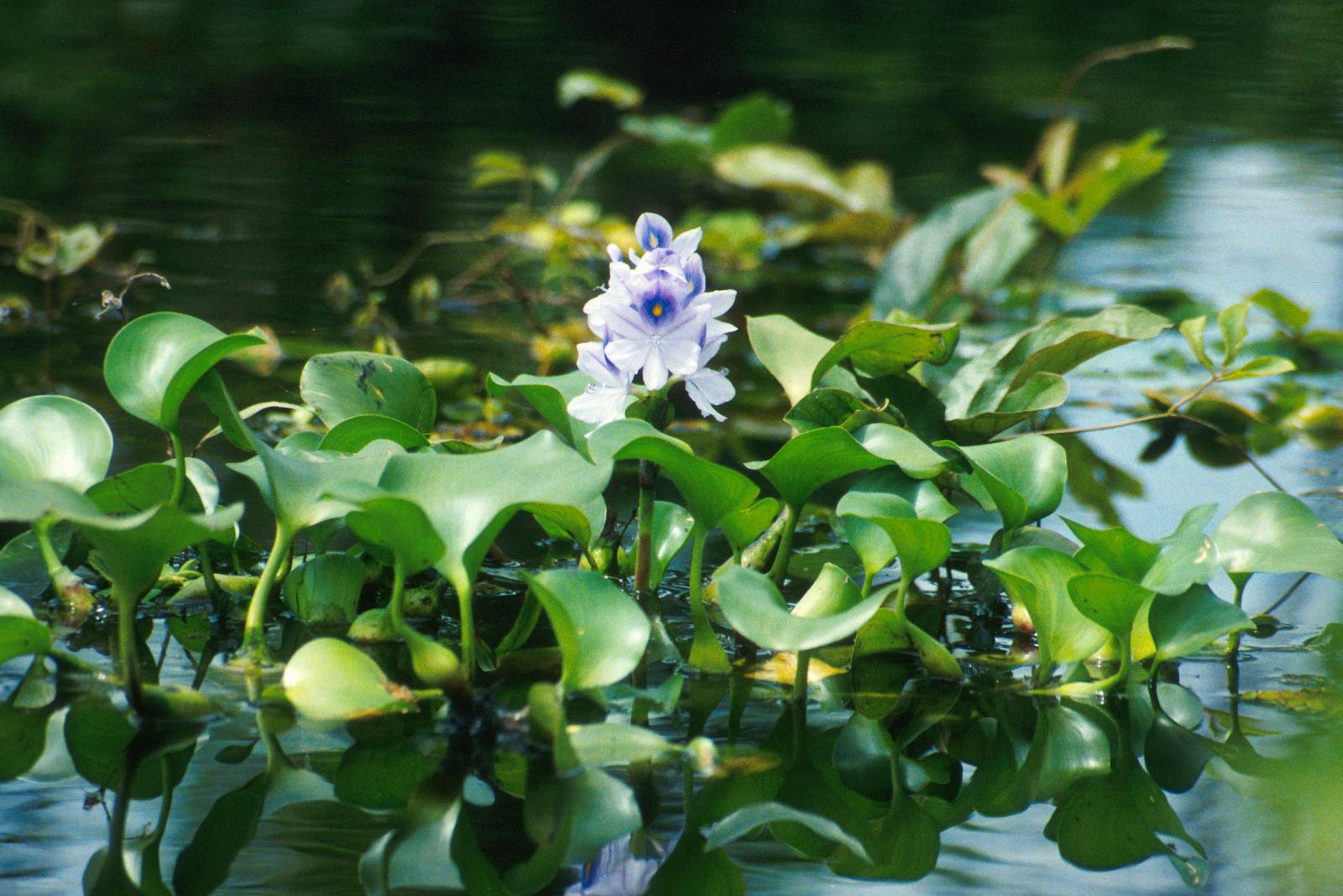 Water Hyacinth Eichhornia Crassipes Feedipedia