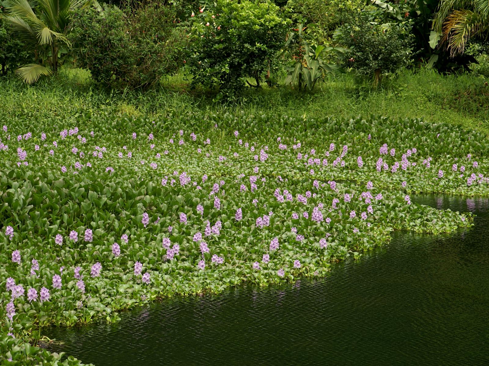 Water Hyacinth Hd Wallpaper