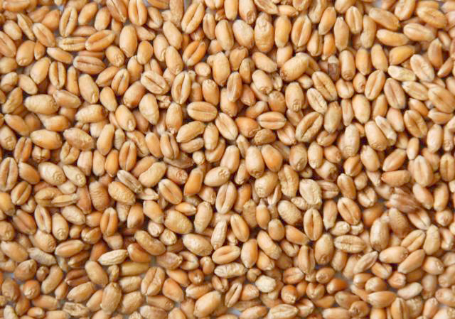 Wheat general Feedipedia