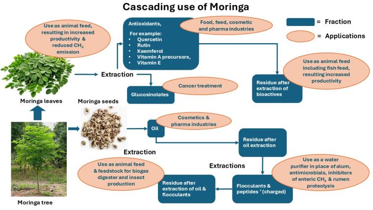 Figure 1. Cascading use of Moringa Cascading use of Moringa