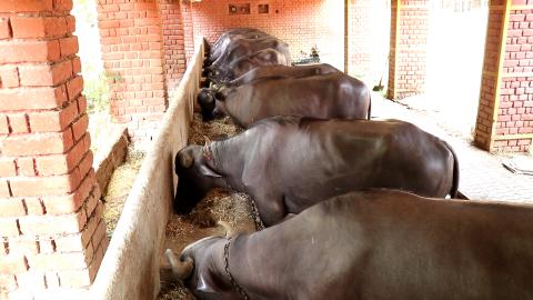 Buffalo calves consuming total mixed ration (TMR) containing kinnow byproduct