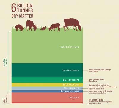 Feed infography, FAO