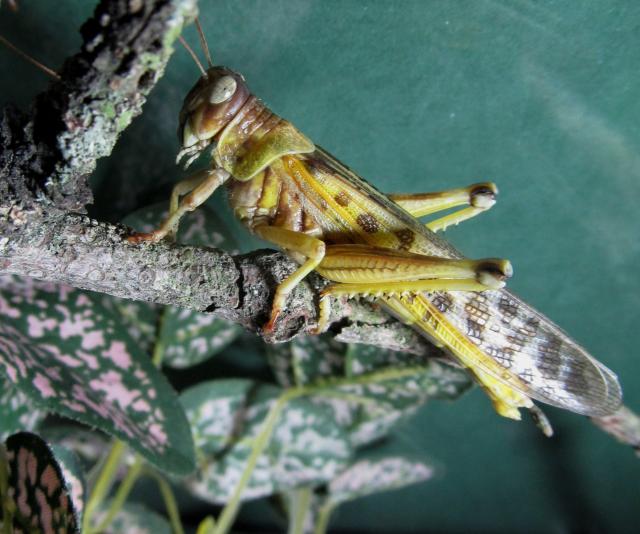 Desert locust, Photo credit : Michael Linnenberg, Wikimedia Commons, CC-BY-SA 4.0