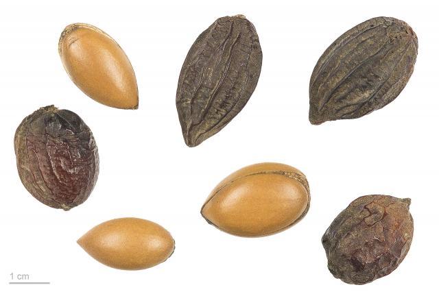 Argan (Argania Spinosa) Seeds | Feedipedia