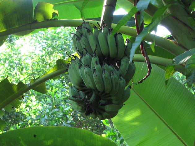 Banana fruits, Vietnam | Feedipedia