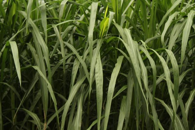 elephant-grass-pennisetum-purpureum-feedipedia