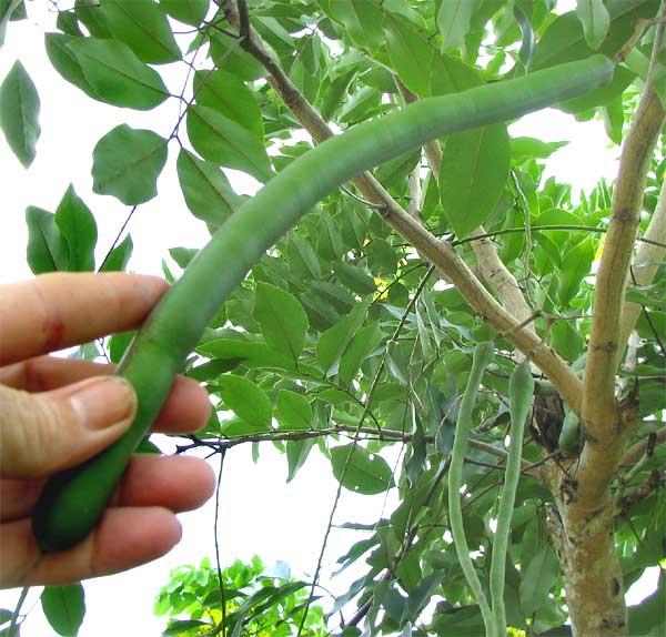 Golden tree (Cassia fistula), green pod