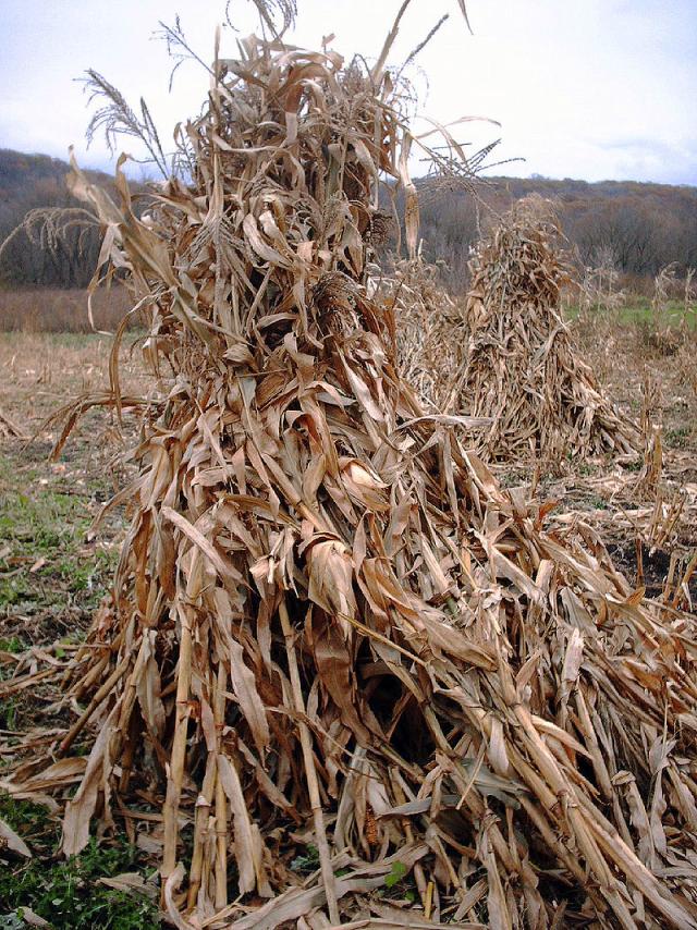 maize-stalks-in-bundles-feedipedia