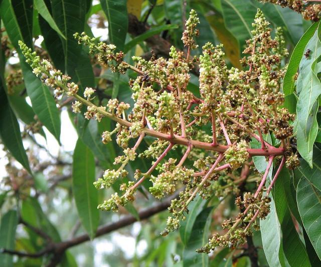 Mango Mangifera Indica Inflorescence