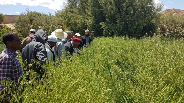 Mixed forage training