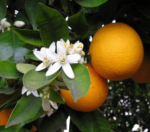 Orange (Citrus X Sinensis), Fruits And Flowers | Feedipedia