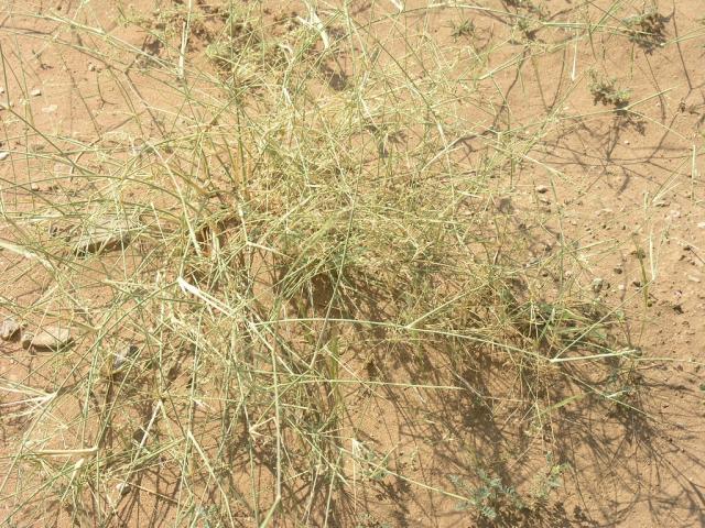 Desert grass (Panicum turgidum) habit, Saudi Arabia | Feedipedia