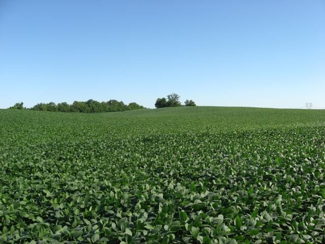 Soybean field, Ohio | Feedipedia