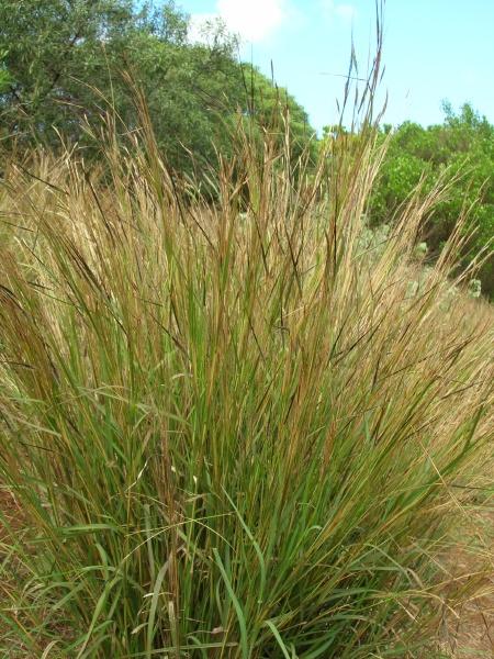 Spear Grass Heteropogon Contortus Habit Maui Hawaii Feedipedia