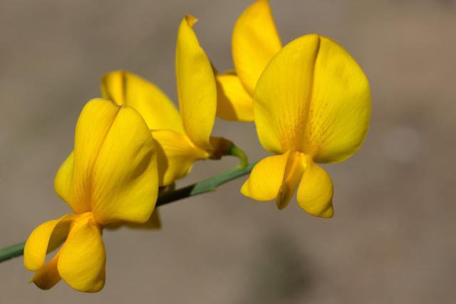 Sunn hemp (Crotalaria juncea), flower | Feedipedia