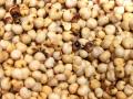 Sorghum Grain | Feedipedia