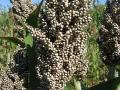 Sorghum Grain | Feedipedia